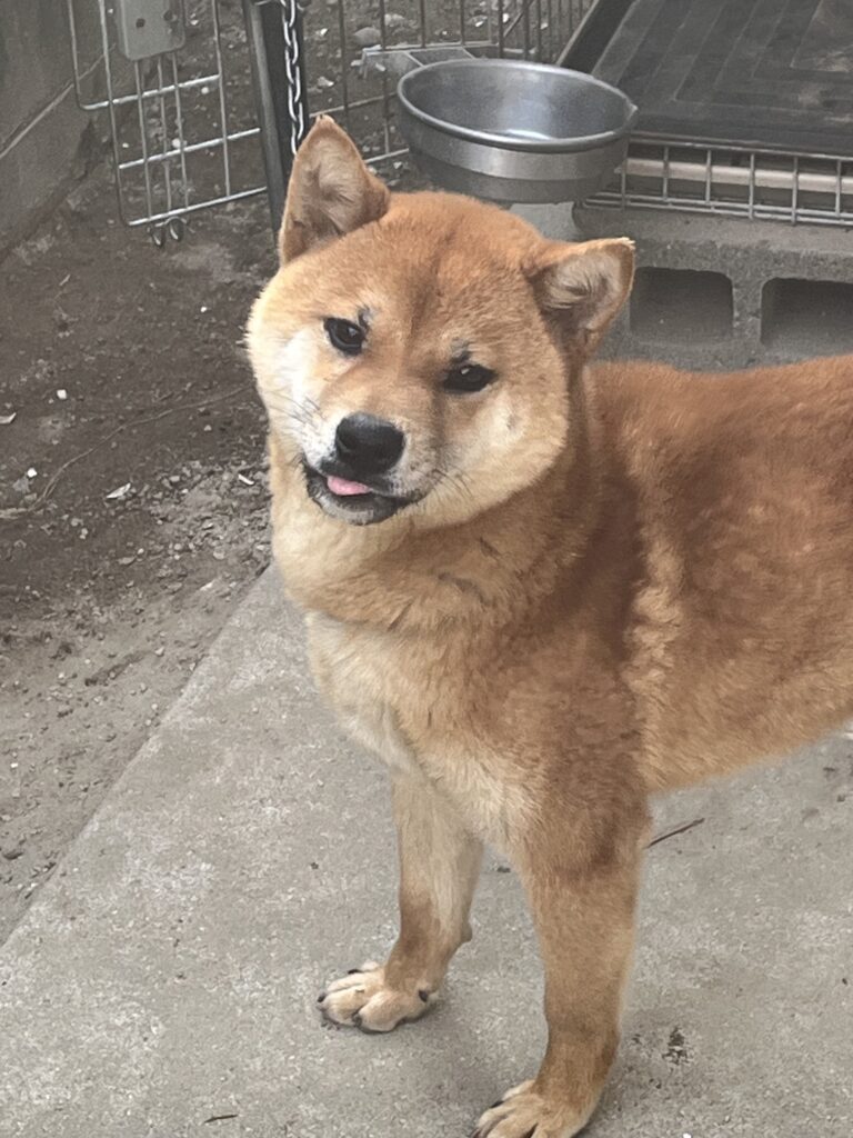 パートナー犬　雄　2025年８月20日生まれ